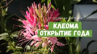 Растение, в которое я влюбилась / КЛЕОМА в моём саду / От посева до цветения и сбора семян