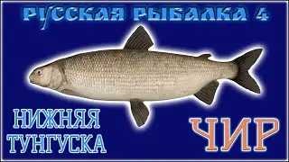 РР4 ТУНГУСКА ЧИР / РУССКАЯ РЫБАЛКА 4 ТУНГУСКА ЧИР / RUSSIAN FISHING 4 TUNGUSKA RIVER BROAD WHITEFISH