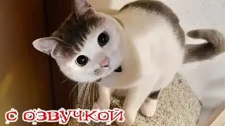 Приколы с котами! С ОЗВУЧКОЙ! ТАКИЕ смешные коты и собаки! - Самые смешные животные!