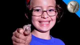 Tree Frog Adventure!