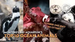 Monterey Bay Aquarium’s top 10 animals – celebrating 40 years of inspiring conservation of the ocean