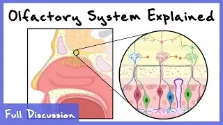 Olfactory System Explained (Combinatorial Processing, Transduction, Cortex) | Full Discussion