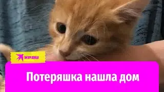 «Потеряшка на МКАДе» нашла имя и дом