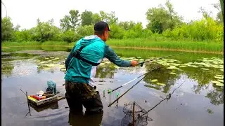 ЗОЛОТИЙ КАРАСЬ З БОЛОТА, ЗІБРАЛАСЯ ВСЯ РИБА.🎣  Рибалка на поплавок. 🐟 Ловля карася на удочку.