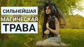 Полынь - трава в магии №1