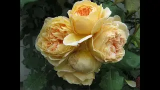 Роза Crown Princess Margareta. Роза Остина. Что в имени твоем?!Часть 40