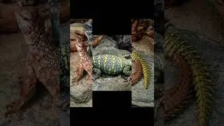 Шипохвост египетский