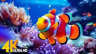 Aquarium 4K VIDEO (ULTRA HD) 🐠 Beautiful Coral Reef Fish - Relaxing Sleep Meditation Music