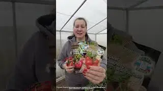 ЗАКАЛИВАНИЕ РАССАДЫ ТОМАТОВ ПЕРЕД ВЫСАДКОЙ  