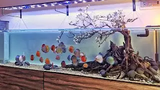 Most Beautiful Discus Fish Tank | Romantic Queen of Freshwater By Resha Atmaja