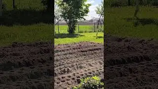 Гость на участке. Жизнь в деревне.
