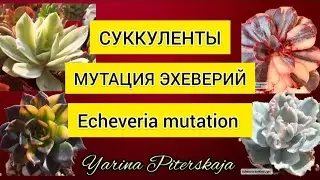 Суккуленты. Мутация эхеверий. Echeveria mutation.