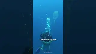 How to Survive The Deadliest Jellyfish 