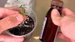 Now I sow Tomatoes in March just like that, the seedlings are always chunky, strong, healthy