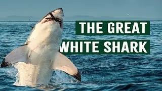 The Hidden World of Great White Sharks | Apex Predator Documentary