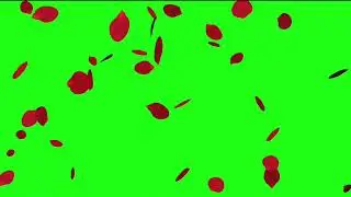 Rose flowers green screen effect videos, No copyright - free video, NP Creative