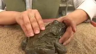 Colorado River Toad Facts