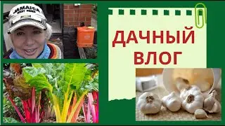 🔴Дачный ВЛОГ🔴Мангольд на зиму🔴Как я сажаю чеснок 