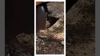 Уничтожитель пней!