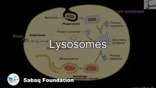 Lysosomes, Biology Lecture | Sabaq.pk