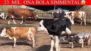 17.MIL. DAN 25. MIL. GACHA!.  23. Mil. Ga Simmental🤝😲📞 77-002-22-81