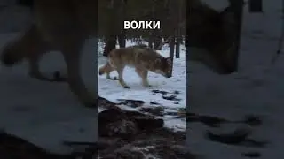 Волки. Снято на фотоловушку. #shorts