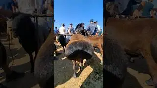 Чирокчи бозоридан кучкорлар!