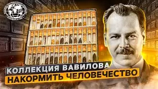Коллекция Вавилова. Накормить человечество | 