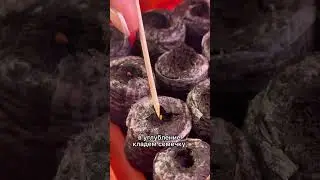 Посев Виолы  