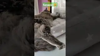Балдею! Кошка и мята😻 #питомцы #кошки #кошка #приколысживотными #приколы #милота #релакс #топ #смех