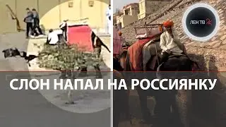 Слон напал на туристку из России | В Джайпуре разозленное животное сломало женщине ногу