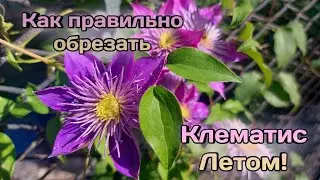 Правильная обрезка клематисов летом!