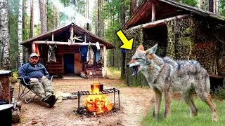 Dying Wolf Went To The Hunter's House, Then Something Unbelievable Happened!