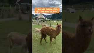 Have you ever seen an alpaca without its wool? 🦙