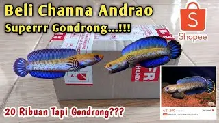 Nyoba Beli Channa Andrao Gondrong Grade A++ di Shopee || Channa cilik super gondrong‼️