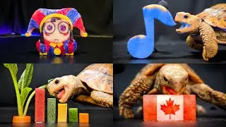 Cute ASMR Eating Food Mukbang for Sleep ✨ Turtle Tortoise