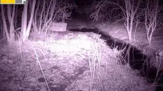 Beavers released at Spains Hall