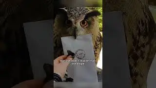 Eagle owls delivering letters. #shortvideo #animals #animal #cute #eagle