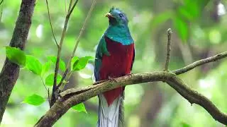 Discover The World’s 5 Most Exotic Birds! 🦜 #wildlife #nature #birds