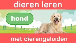 Leer Dieren met Geluiden  🦁🐶 | Dierengeluiden en Namen Leren | Dutch Vocabulary & pronunciation