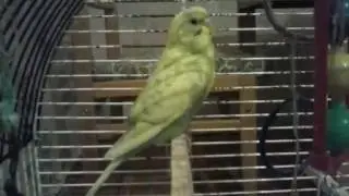 Волнистый попугай играет с игрушкой A wavy parrot plays with a toy