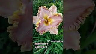 #лилейник