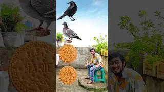 parrot pingen crow peacock 🦚 #shortsfeed_ #viralvideos #shortvideos #short #trending_ #tranding