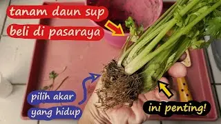 Uncle Garden Shares How To Plant Celery Tree Leaves Using Root Cuttings