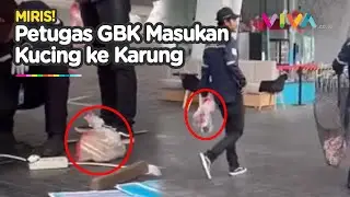 Petugas GBK Terciduk Masukkan Kucing Liar ke Kantong Plastik, Berujung..