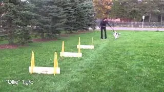 Flyball Training Tips: Power Jumping