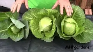 Hydroponic Cabbage - Yes You Can !