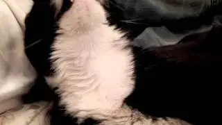 Масилий ложится спать