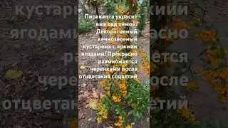 ПИРАКАНТА УКРАШЕНИЕ САДА! 