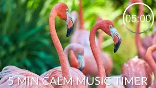 Countdown Timer 5 Minutes With Relaxing Music For Concentration ⏲Flamingo 🦩5 minute timer calm music